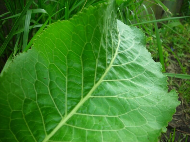 Horseradish for cervical spondylosis