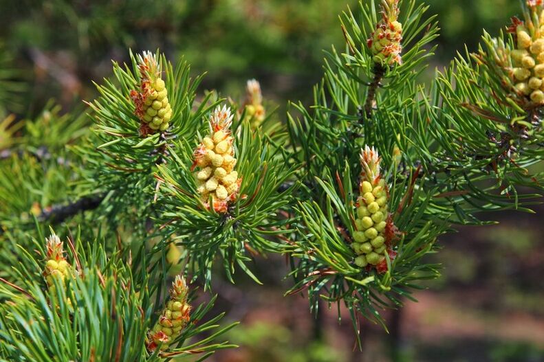 Pine buds treat cervical spondylosis