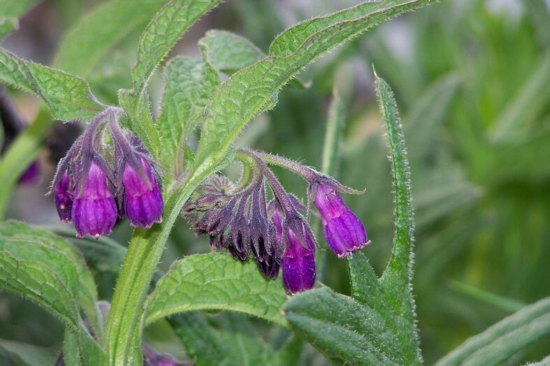 comfrey for the treatment of cervical spondylosis