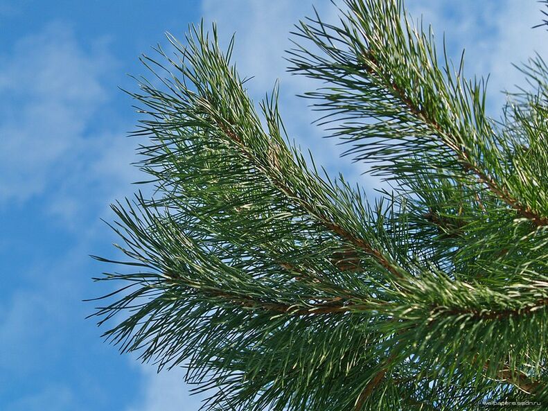 needle to treat cervical spondylosis